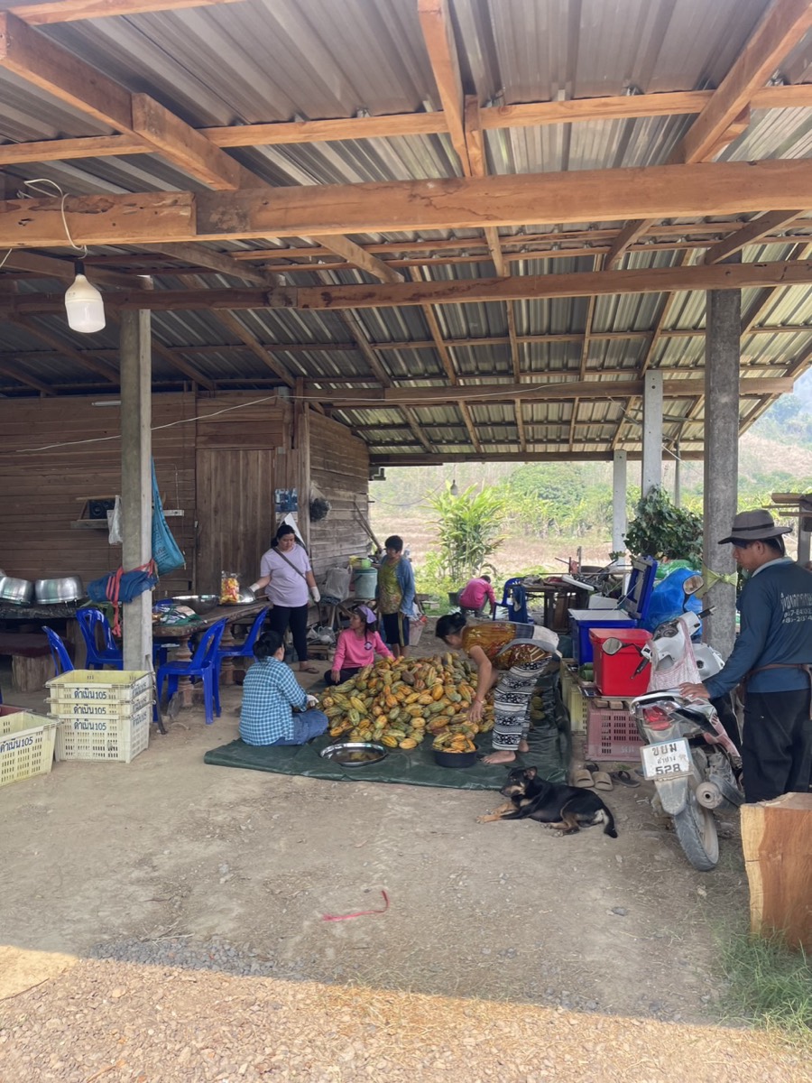 Cacao farmer collective